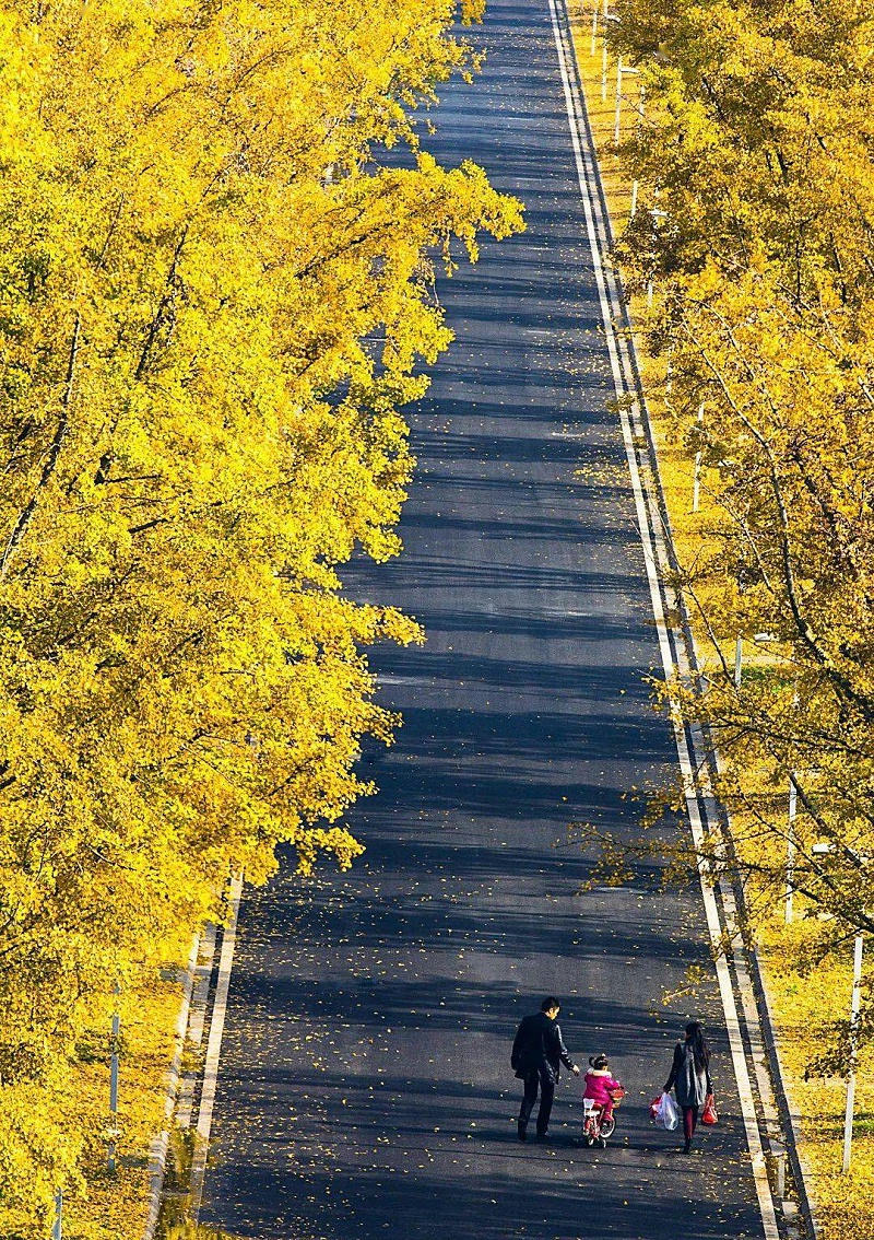 电子科大银杏全景直播效果