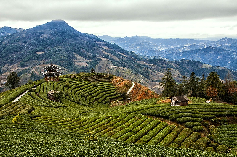 茶园智能监控解决方案